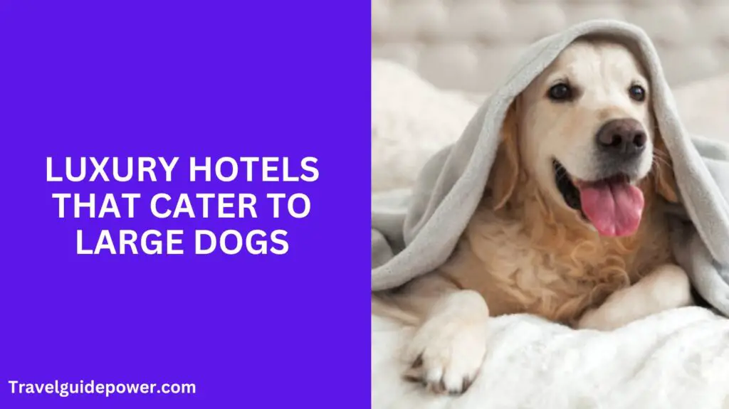 Luxury Hotels that Cater to Large Dogs